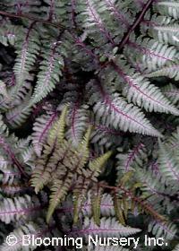 Athyrium niponicum var. pictum 'Burgundy Lace'